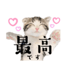 かわいい敬語のねこ 桜太郎1（個別スタンプ：1）