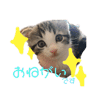 かわいい敬語のねこ 桜太郎1（個別スタンプ：2）