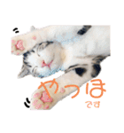 かわいい敬語のねこ 桜太郎1（個別スタンプ：3）