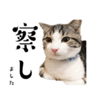 かわいい敬語のねこ 桜太郎1（個別スタンプ：4）