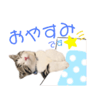 かわいい敬語のねこ 桜太郎1（個別スタンプ：5）