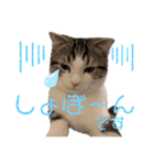 かわいい敬語のねこ 桜太郎1（個別スタンプ：7）