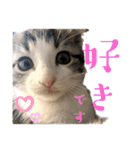 かわいい敬語のねこ 桜太郎1（個別スタンプ：8）