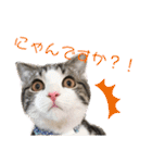 かわいい敬語のねこ 桜太郎1（個別スタンプ：9）