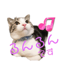 かわいい敬語のねこ 桜太郎1（個別スタンプ：10）