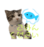 かわいい敬語のねこ 桜太郎1（個別スタンプ：11）