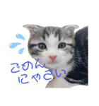 かわいい敬語のねこ 桜太郎1（個別スタンプ：12）
