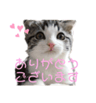 かわいい敬語のねこ 桜太郎1（個別スタンプ：13）