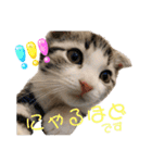 かわいい敬語のねこ 桜太郎1（個別スタンプ：14）