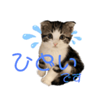 かわいい敬語のねこ 桜太郎1（個別スタンプ：15）