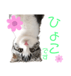 かわいい敬語のねこ 桜太郎1（個別スタンプ：17）