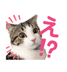 かわいい敬語のねこ 桜太郎1（個別スタンプ：19）