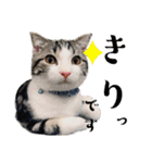 かわいい敬語のねこ 桜太郎1（個別スタンプ：20）