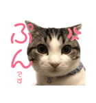 かわいい敬語のねこ 桜太郎1（個別スタンプ：22）