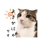 かわいい敬語のねこ 桜太郎1（個別スタンプ：23）