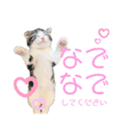かわいい敬語のねこ 桜太郎1（個別スタンプ：24）