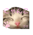 かわいい敬語のねこ 桜太郎1（個別スタンプ：25）