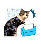 かわいい敬語のねこ 桜太郎1（個別スタンプ：27）