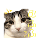 かわいい敬語のねこ 桜太郎1（個別スタンプ：29）