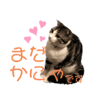 かわいい敬語のねこ 桜太郎1（個別スタンプ：30）