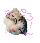 かわいい敬語のねこ 桜太郎1（個別スタンプ：31）