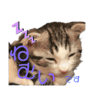 かわいい敬語のねこ 桜太郎1（個別スタンプ：32）
