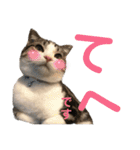 かわいい敬語のねこ 桜太郎1（個別スタンプ：34）