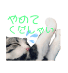 かわいい敬語のねこ 桜太郎1（個別スタンプ：35）