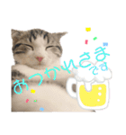 かわいい敬語のねこ 桜太郎1（個別スタンプ：36）
