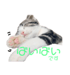 かわいい敬語のねこ 桜太郎1（個別スタンプ：37）