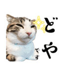 かわいい敬語のねこ 桜太郎1（個別スタンプ：38）