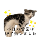 かわいい敬語のねこ 桜太郎1（個別スタンプ：40）