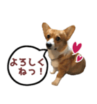 コーギー犬♡レグちゃんの毎日スタンプ（個別スタンプ：4）