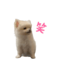 こなつstamp①（個別スタンプ：1）