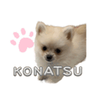 こなつstamp①（個別スタンプ：16）
