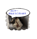 かわいい猫ちゃんびーちゃん版（個別スタンプ：3）