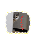 かわいい猫ちゃんびーちゃん版（個別スタンプ：10）