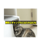 可愛すぎ猫ちゃん'sの汎用性スタンプ（個別スタンプ：7）