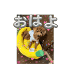 マルプーのモブ3（個別スタンプ：1）