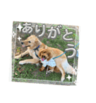 マルプーのモブ3（個別スタンプ：14）
