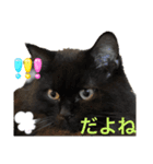 黒猫 ルナ院長115にゃんめ（個別スタンプ：8）