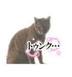 さくらちゃんたち（個別スタンプ：3）