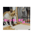 さくらちゃんたち（個別スタンプ：12）