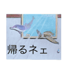 おおさかねこちゃん7(修正版)（個別スタンプ：12）