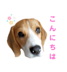 ビーグル こまちゃん（個別スタンプ：2）