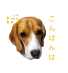 ビーグル こまちゃん（個別スタンプ：3）