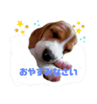 ビーグル こまちゃん（個別スタンプ：5）