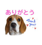 ビーグル こまちゃん（個別スタンプ：7）