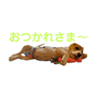 ビーグル こまちゃん（個別スタンプ：11）