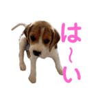 ビーグル こまちゃん（個別スタンプ：15）